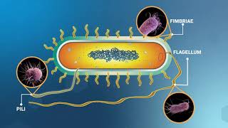 Structure and Replication of Bacterial Cells [upl. by Elyrrad]