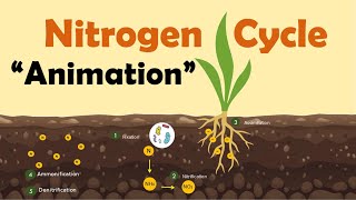 Nitrogen amp Phosphorus Cycles Always Recycle Part 2  Crash Course Ecology 9 [upl. by Merc]