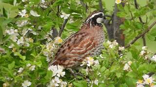 Northern Bobwhite vocalizing [upl. by Brouwer443]