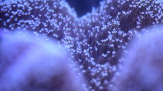 Sarcophyton Toadstool leather coral feeding HD [upl. by Werna378]