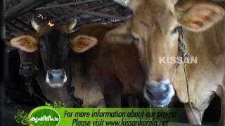 Success story of a dairy farmer Thomson DairyThrissur [upl. by Jeritah]