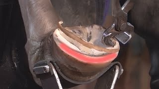 How to perfectly clean a horses hooves I Horse Hoof deep RESTORATION [upl. by Dickens]