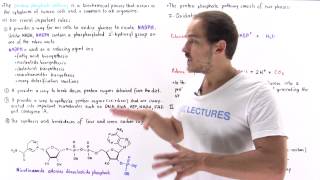 Introduction to Pentose Phosphate Pathway [upl. by Ymeon]