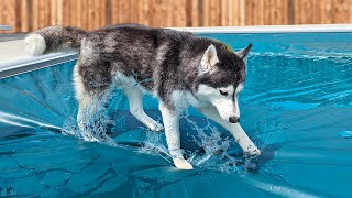 My Dog JUMPED On The Swimming Pool Cover [upl. by Ahsikan252]