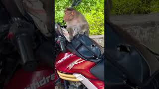 How monkey searching bike cover shorts youtubeshorts [upl. by Marnie]