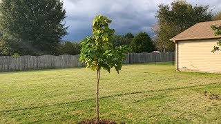 The Catalpa Tree [upl. by Cally]