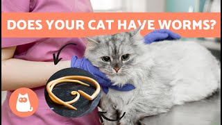 WORMS in CATS 🐱🐛  Symptoms Contagion and Natural Treatments [upl. by Agace358]