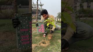 Planting 1 Lakh Trees 🌳 shortsfeed socialwork treeplanting [upl. by Aikram711]