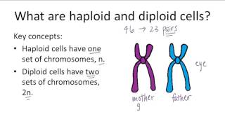 Mitosis [upl. by Ordnajela]