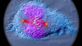 Mitosis annotated [upl. by Irrehs]