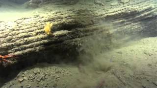 Predation Events Atlantic Canyons amp Seamounts 2014 [upl. by Durtschi]