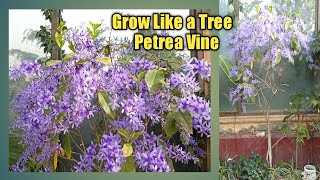 Grow Petrea Vine Like a Tree  How To Grow Petrea vine plant  Petrea Tree [upl. by Murry238]