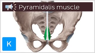 Pyramidalis muscle  Anatomical Terms Pronunciation by Kenhub [upl. by Nyrual699]