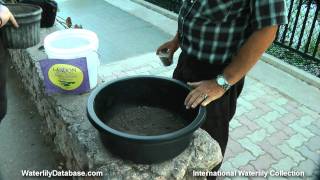 Repotting a Hardy Waterlily With Ken Landon [upl. by Justin]