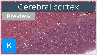 Cerebral cortex preview  Human histology  Kenhub [upl. by Baker940]