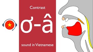 🇻🇳 Vietnamese  ơ  â sound Learn sound system in Vietnamese Vietsound [upl. by Joshua]