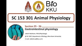 Gastrointestinal physiology ตอนที่ 2 [upl. by Helm]