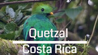 Amazing Resplendent Quetzal  Costa Rica 4K [upl. by Naujtna]