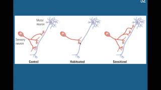 Learning Habituation amp Sensitization [upl. by Allie603]