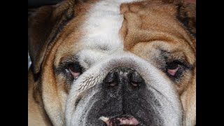 Everything you need to know about brachycephalic ocular syndrome [upl. by Marucci]