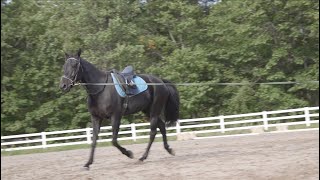 Cantering with a Standardbred Part 1  Evaluating the Horse [upl. by Alethia]