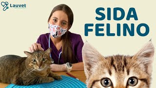 SIDA FELINO  Transmisión Síntomas y Prevención  Lauvet [upl. by Mareld]