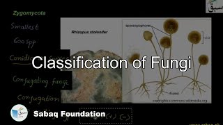 Classification of Fungi Zygomycota Biology Lecture  Sabaqpk [upl. by Enerahs344]