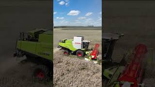 CLAAS LEXION 740 am Raps dreschen  Ernte 2024 [upl. by Adnuhsat576]