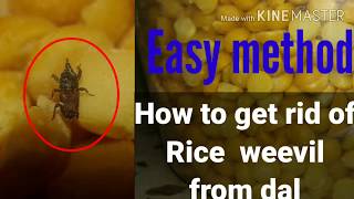 How to get rid of rice weevil from dal [upl. by Annelak]