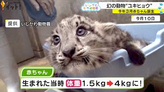 幻の動物『ユキヒョウ』 いしかわ動物園で赤ちゃん誕生！すくすく成長中（いしかわ生き物図鑑 6） [upl. by Durst]