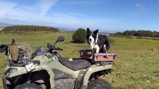 Incredible sheepdog working in beautiful Scotland [upl. by Marguerite]