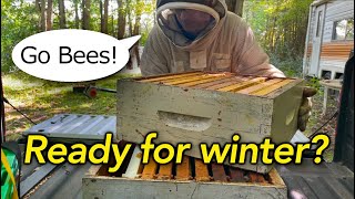 Beekeeping Fall Checklist Are They READY Antibiotics Harvesting the Goldenrod Honey [upl. by Weiman]