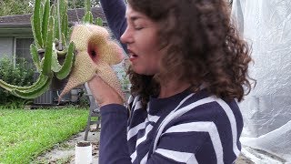 Up close and personal with a 14quot Stapelia gigantea flower [upl. by Reibaj]