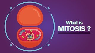 What is Mitosis [upl. by Reimer]