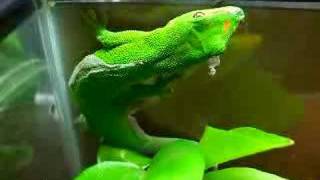 Giant Day Gecko [upl. by Erlina989]