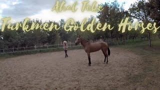 🇹🇲 Akhal Teke Turkmen Golden Horses one of the oldest existing horse breeds 🇹🇲 [upl. by Chura]