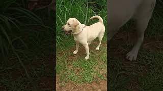 Bruno newgen 2K24 thelab doglovers 🥳🥳🥳😍😘 comedy [upl. by Zehe]