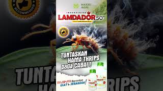 maxxiagri  insektisida LAMDADOR 50EC Tuntaskan hama thrips pada cabai mantap shorts [upl. by Breskin269]