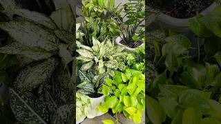 Sitout Cleaning and Plants Rearrangement  shorts Subina Nishad [upl. by Virgil960]