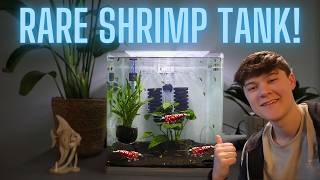 SETTING Up A SIMPLE SHRIMP Tank For RARE Shrimp [upl. by Bartlet]