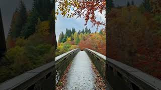 Autumn at Pitlochry nature autumn youtubeshorts travel traveling shorts shortvideo viral [upl. by Nolrac]