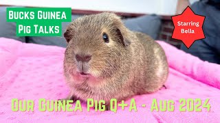 AUGUST 2024  QampA about Our Guinea Pigs  We Answer All Your Questions [upl. by Grath]