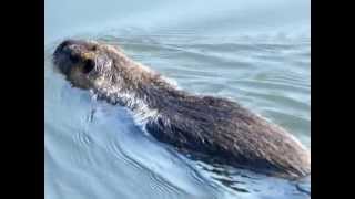 Nutria in Leipzig Markkleeberg 23032012 [upl. by Colette552]