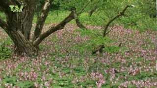 Rotsooievaarsbek  Geranium macrorrhizum  bigroot geranium  rock cranesbil [upl. by Duyne]