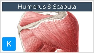 Muskeln des Humerus und der Scapula  Anatomie des Menschen  Kenhub [upl. by Nosecyrb]