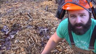 Forest managementThinning out diseased undesirable trees Chainsaw tips [upl. by Ramsey]