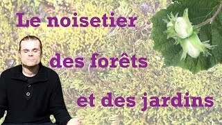 Les noisetiers  leurs secrets botaniques et leurs légendes [upl. by Layap]