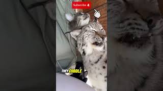 The Secret Life of a LYNX and Its Adorable Pet Revealed [upl. by Heall246]