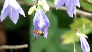 Hoverfly Visits Scattered Ladybell Flowers [upl. by Nivlek]