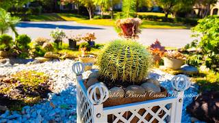 Autumn Replanting Transforming Golden Barrel Cactus amp Jade Tree Bonsai 🌵🍂 [upl. by Beth]